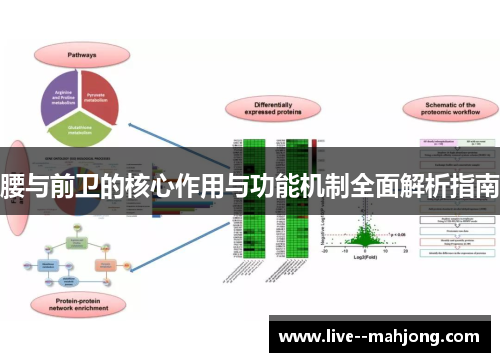 腰与前卫的核心作用与功能机制全面解析指南 腰与前卫的核心作用与功能机制全面解析指南